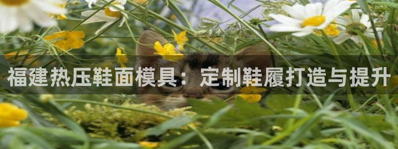 易倍申价格是多少：福建热压鞋面模具：定制鞋履打造与提升