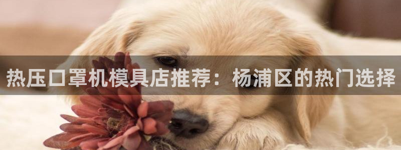 易倍单词如何下载